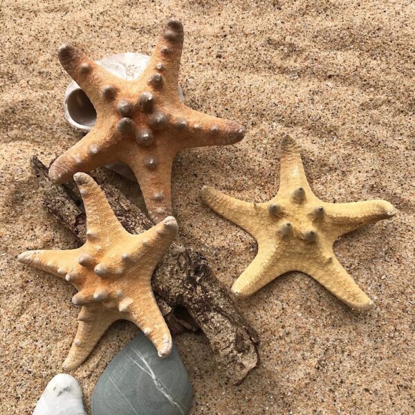Medium Brown Knobby Starfish