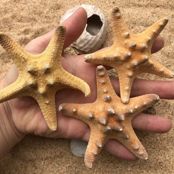 Medium Brown Knobby Starfish - Image 2