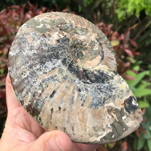 Large Cleoniceras Ammonite Fossil - Image 6