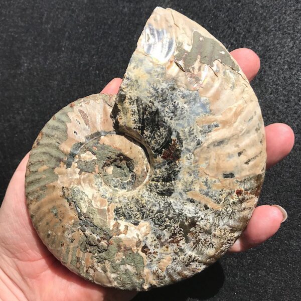 Large Cleoniceras Ammonite Fossil - Image 4