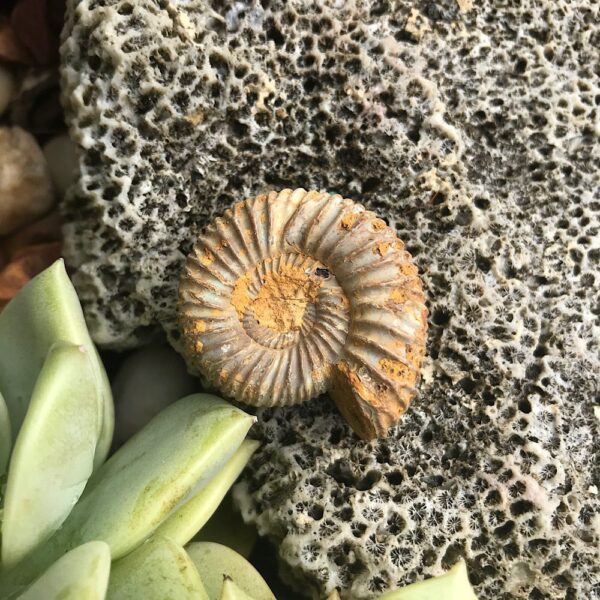 Perisphinctes Ammonite Fossil - Image 3