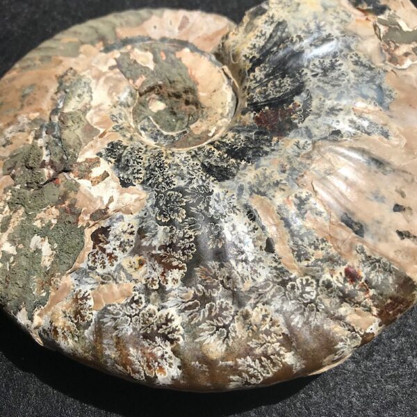 Large Cleoniceras Ammonite Fossil - Image 5
