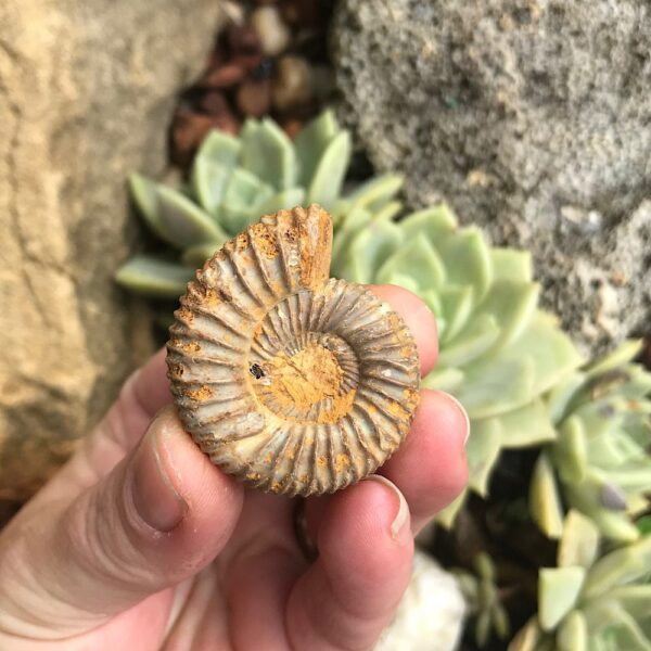 Perisphinctes Ammonite Fossil - Image 2
