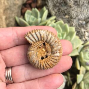 Perisphinctes Ammonite Fossil