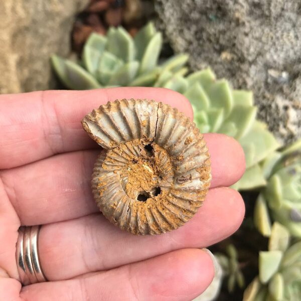 Perisphinctes Ammonite Fossil