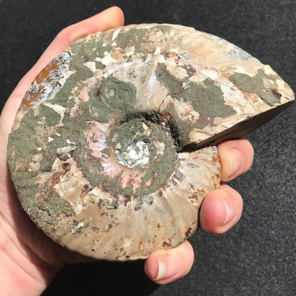 Large Cleoniceras Ammonite Fossil - Image 3