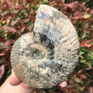 Large Cleoniceras Ammonite Fossil
