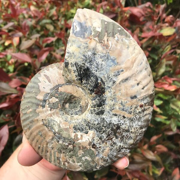 Large Cleoniceras Ammonite Fossil