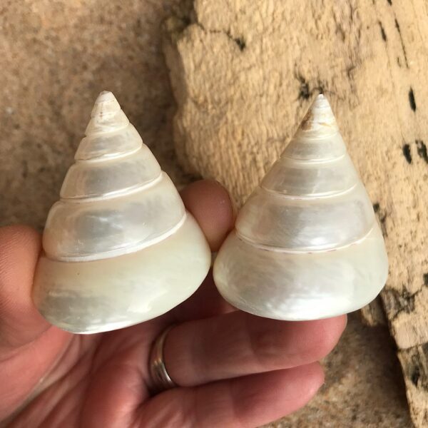 Polished Trochus Shell - Image 2