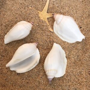 White Swan Conch