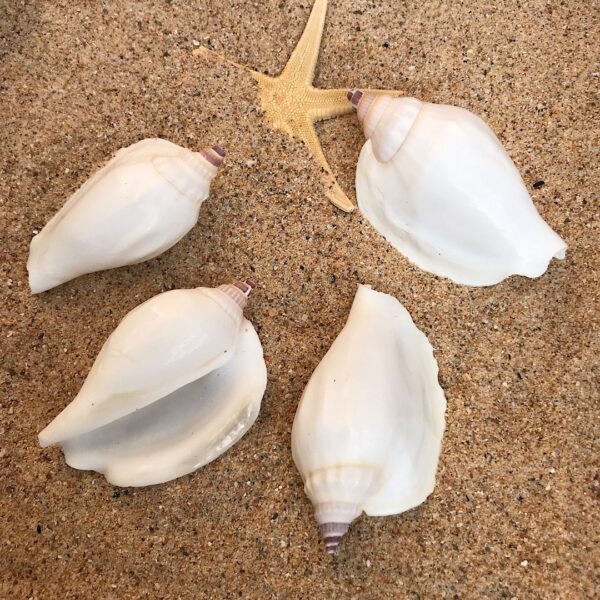 White Swan Conch