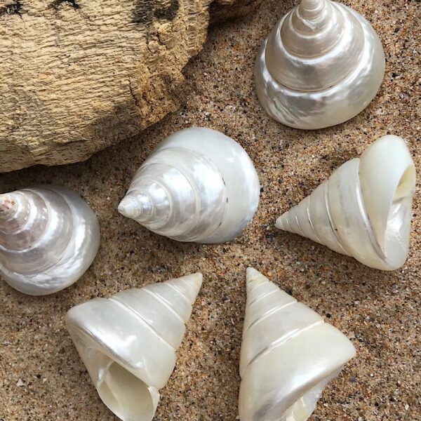 Polished Trochus Shell - Image 3