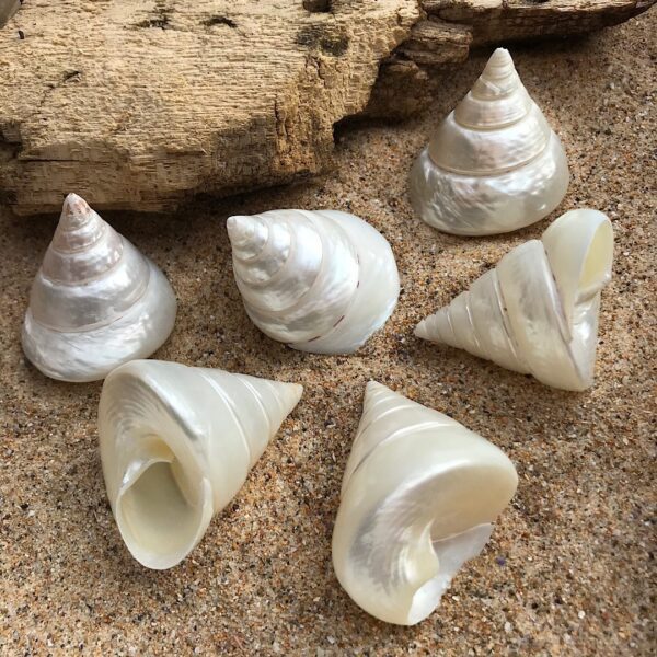 Polished Trochus Shell