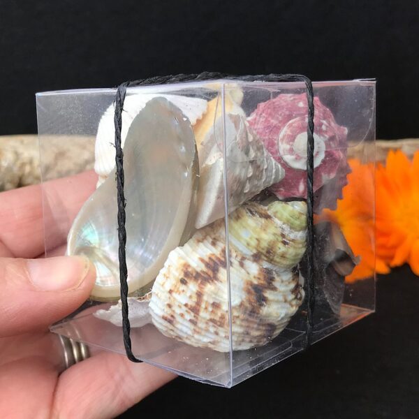 Mixed Shells - Image 2