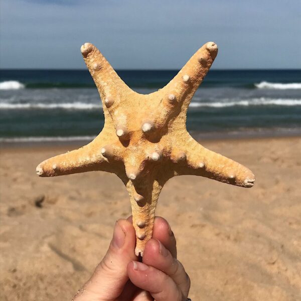 Large Brown Knobby Starfish - Image 2