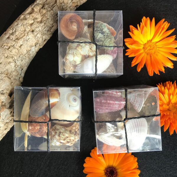 Mixed Shells - Image 4