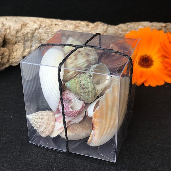 Mixed Shells - Image 3