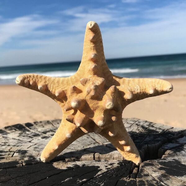 Large Brown Knobby Starfish