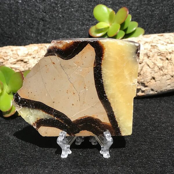 Septarian Slab