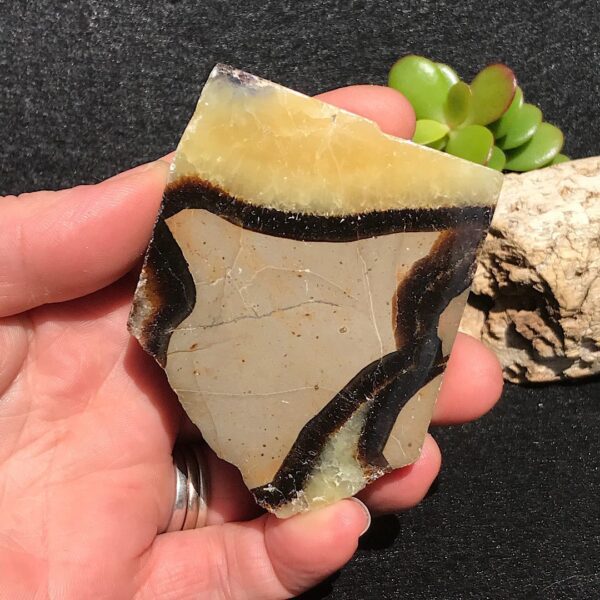 Septarian Slab - Image 3