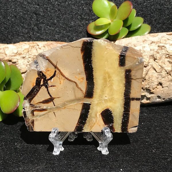 Septarian Slab