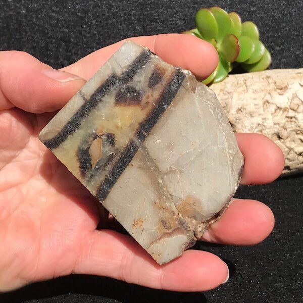 Septarian Slab - Image 3