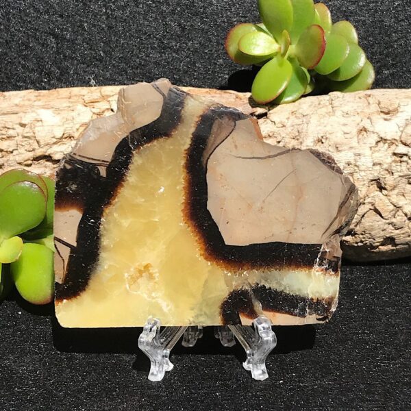 Septarian Slab
