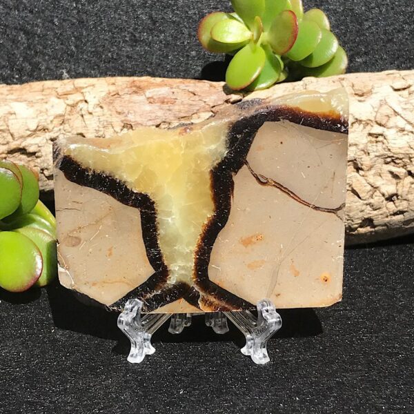 Septarian Slab