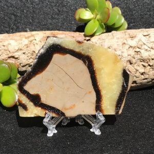 Septarian Slab