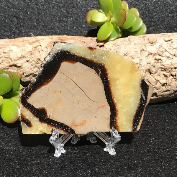 Septarian Slab