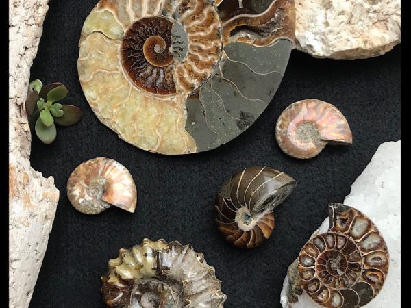 The Ammonite Fossil