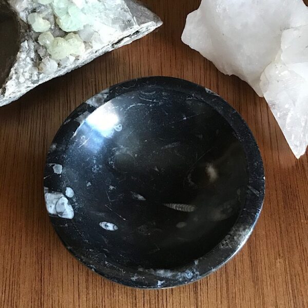 Orthoceras Fossil Bowl
