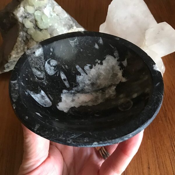 Orthoceras Fossil Bowl - Image 2