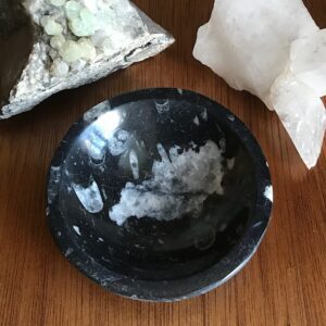 Orthoceras Fossil Bowl