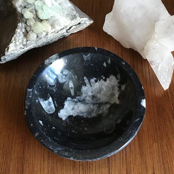 Orthoceras Fossil Bowl