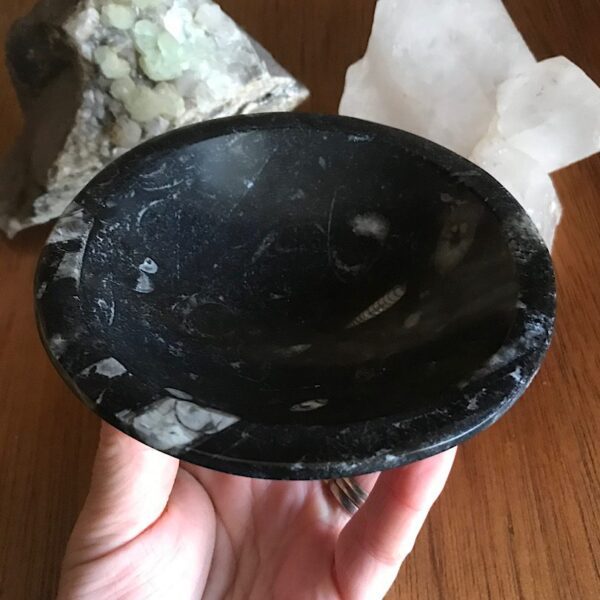 Orthoceras Fossil Bowl - Image 2