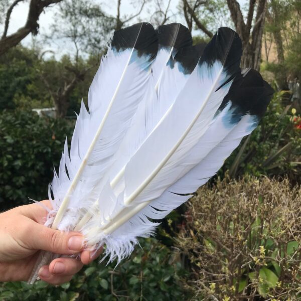 White Turkey Feather