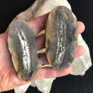 Carboniferous Leaf Nodule