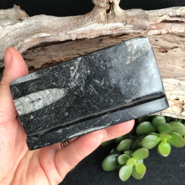 Orthoceras Card Holder - Image 3
