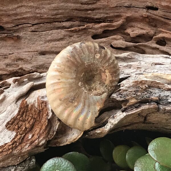 Opalescent Ammonite Fossil - Image 3