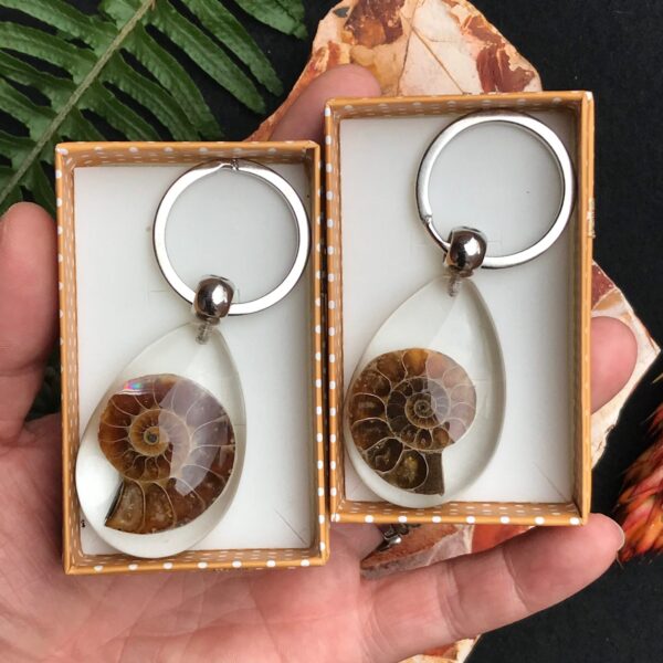 Ammonite Fossil Key Ring - Image 2