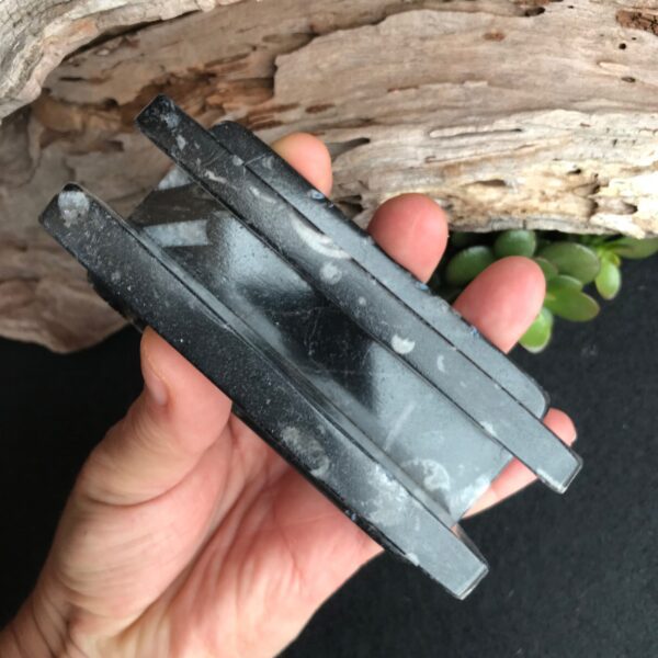 Orthoceras Card Holder - Image 3