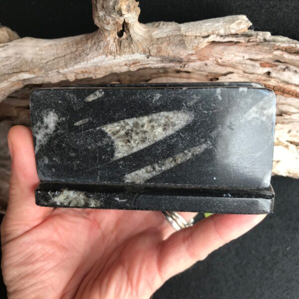 Orthoceras Card Holder - Image 2