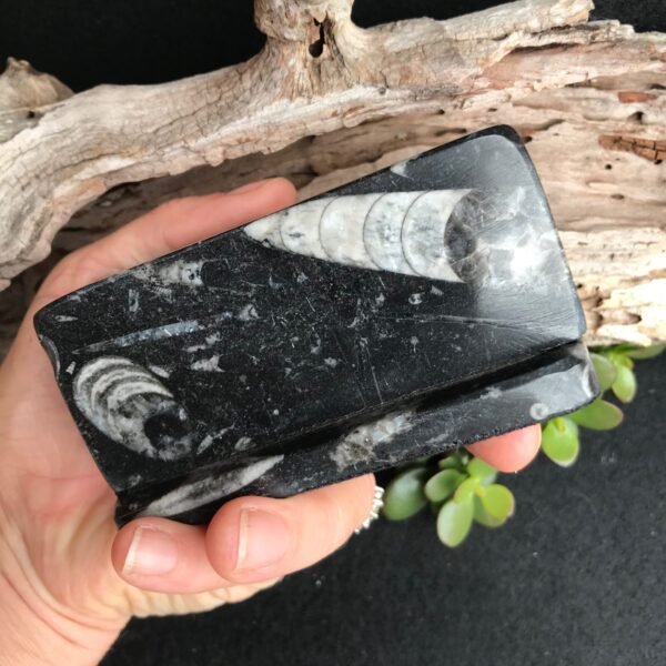 Orthoceras Card Holder - Image 3