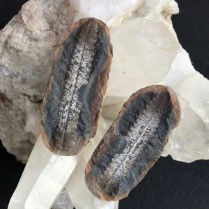 Carboniferous Leaf Nodule