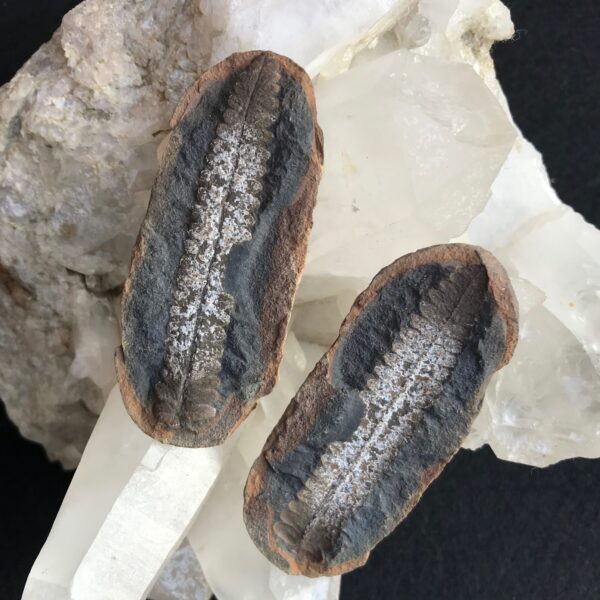 Carboniferous Leaf Nodule