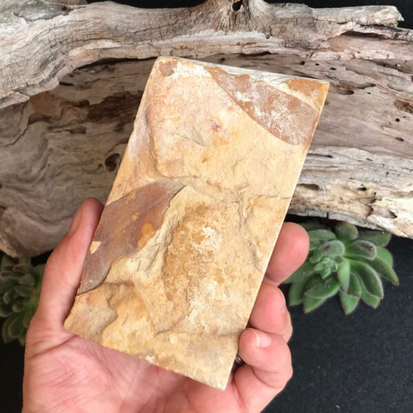 Glossopteris Fossil Leaves - Image 2