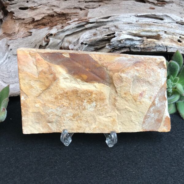 Glossopteris Fossil Leaves