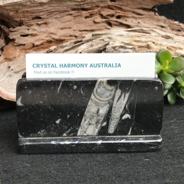 Orthoceras Card Holder