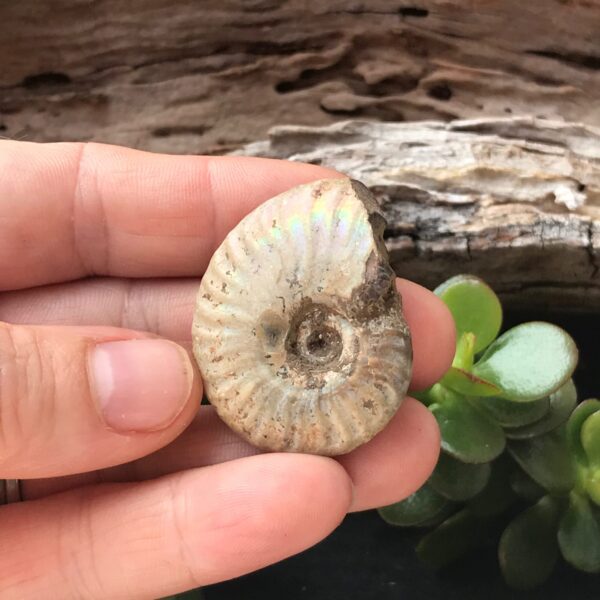 Opalescent Ammonite Fossil - Image 2